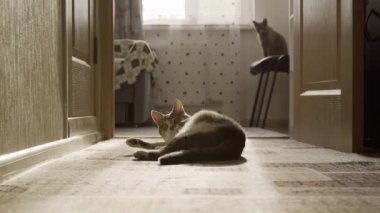 Ön planda oynak bir kedi, arka planda da da dikkatli bir kedi, rahat bir ev ortamında.