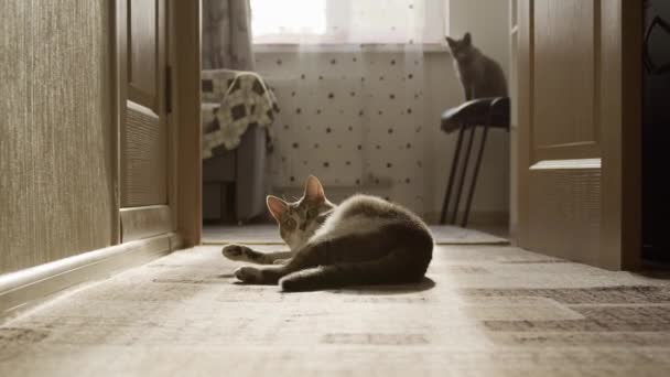 아늑한 환경에서 배경에 조심스러운 고양이와 전면에있는 꾸러미 고양이 — 비디오