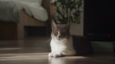 Huzurlu, gri ve beyaz bir kedi sıcak bir ev ortamında rahatça uzanır.