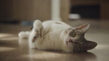 Oyuncu, gri ve beyaz bir kedi sırtüstü uzanmış, ahşap bir zeminde, rahat ve hoşnut görünüyor.