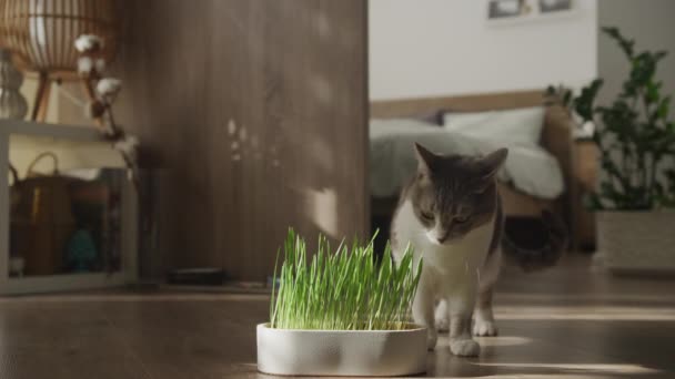 Een Nieuwsgierige Grijze Witte Kat Inspecteert Een Schaal Vers Groen — Stockvideo