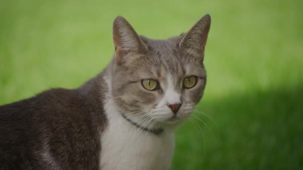 Tabby Cat Striking Green Eyes Blurred Green Background — Stock Video