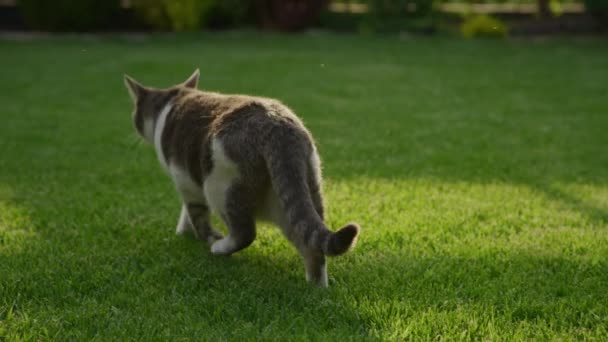 Сірий Білий Кіт Гуляє Яскраво Зеленій Траві — стокове відео