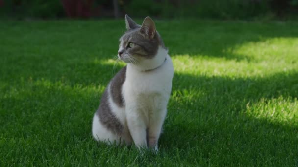 Сірий Білий Таббі Кіт Уважно Сидить Пишній Зеленій Траві — стокове відео