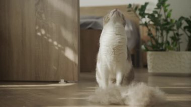 Evcil kedi kulübenin içinde kürkün yanında duruyor ve düşen bir parçayı yakalıyor.