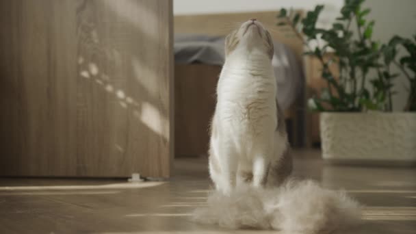 Gato Doméstico Lado Uma Pilha Pele Galpão Dentro Casa Pegar — Vídeo de Stock