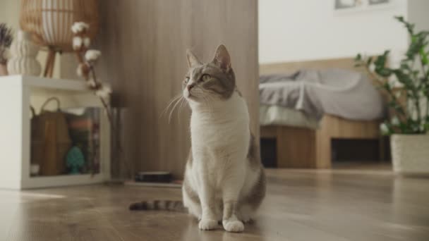 Gato Doméstico Sentado Suelo Madera Con Decoración Del Hogar Fondo — Vídeos de Stock