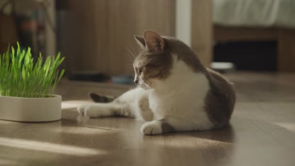 Gato Tabby Descansa Junto Una Olla Hierba Fresca Para Gatos — Vídeo de stock