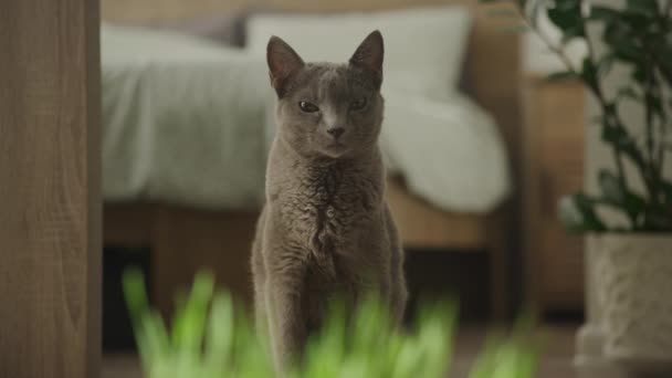 Ryska Blå Katt Står Inomhus Med Mjuk Blick Krukväxter Bakgrunden — Stockvideo