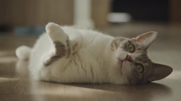 Gato Acostado Espalda Luciendo Juguetón Relajado — Vídeos de Stock