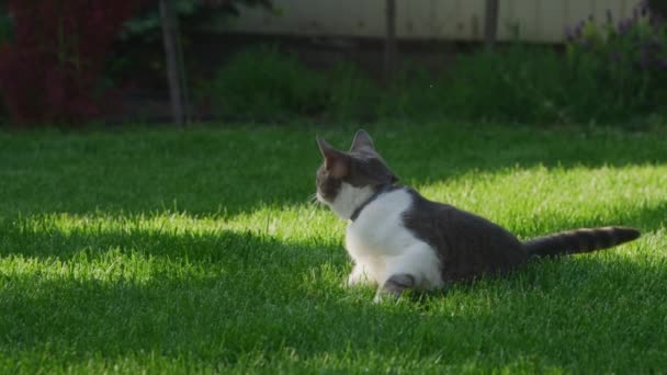 Chat Gris Blanc Prélassant Sur Herbe Verte Vibrante Dans Jardin — Video