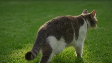 Aydınlatılmış çimlerin arasında yürüyen tekir bir kedi, yan bakıyor