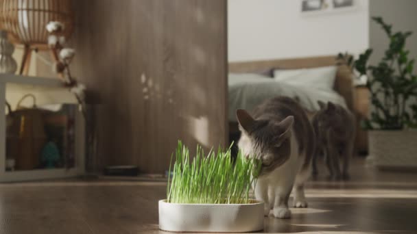 Two Curious Cats Sniff Explore Pot Growing Cat Grass Cozy — Stockvideo