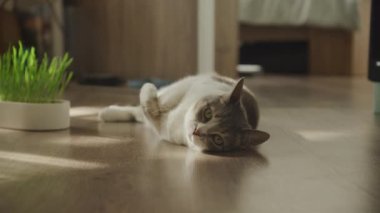 Neşeli bir tekir kedi, kedi otunun yanında yuvarlanıyor, sıcak güneş ışığında güneşleniyor ve modern bir evden geçiyor.