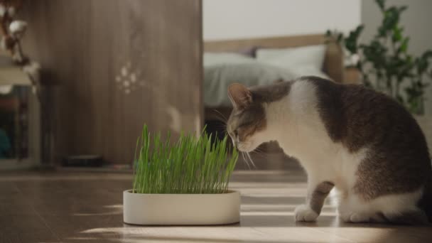 Κοντινό Πλάνο Μιας Εγχώριας Γάτας Περιέργως Μυρίζει Ένα Δοχείο Καταπράσινο — Αρχείο Βίντεο