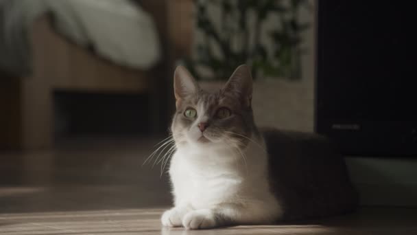 Seekor Kucing Tabby Yang Tenang Dengan Mata Hijau Mencolok Duduk — Stok Video