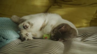 Gri ve beyaz kedi kıvrılıp yeşil bir oyuncak fareyle çizgili bir battaniyede oynuyorlar.