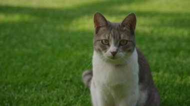 Gri ve beyaz evcil bir kedinin, yemyeşil bir çimenlikte dikkatle oturup, uzaklığa baktığı profil görüntüsü.