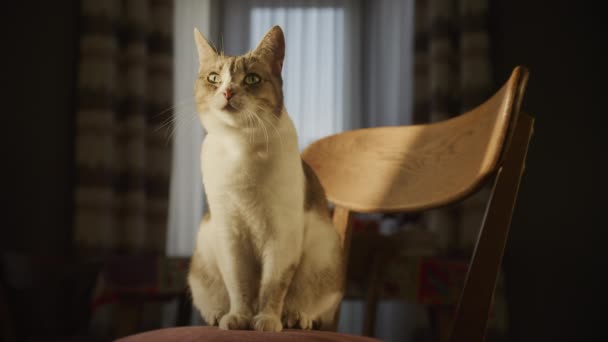 Seekor Kucing Ekspresif Duduk Kursi Makan Bermandikan Cahaya Hangat Dari — Stok Video