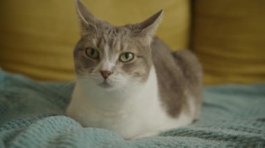 Cat relaxing on a blue blanket with a yellow pillow in the background