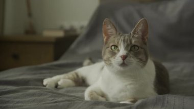 Gri bir battaniyeyle yatakta uzanmış, kameraya bakan rahat bir kedi.