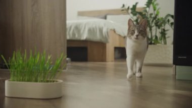 Evcil bir kedi evin içinde ahşap bir zeminde yürüyor, arka planda rahat bir yatağı ve bitkileri olan yeşil bir çaydanlığın yanında.