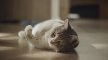 Evcil bir kedi yan yatar ahşap bir zeminde, güneş ışığında güneşlenir rahat bir evde.