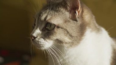 Yeşil gözlü bir kedinin yakın çekimi, dikkatle kamera dışı bir şeye bakıyor.