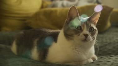 Yumuşak bir ışıkla yatağa uzanmış bir kedi sıcak ve rahat bir atmosfer yaratıyor.