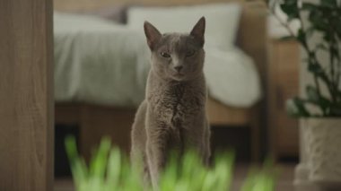 Gri kedi arka planda bulanık bir yatak, bir çaydanlık yakın oturan