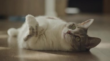 Sıcak bir evde yerde yatan kedi, yeşil gözleriyle yukarı bakıyor.