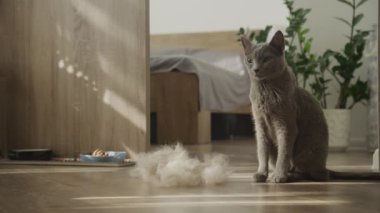 Gri kedi içeride oturuyor. Yanında da bol kürk var.