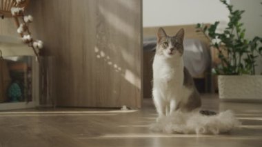 Tekir kedi evde oturuyor, yerde bir yığın gevşek kürkle.