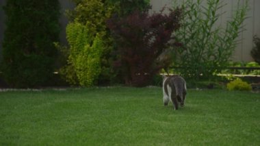 Yeşilliklerle çevrili bahçeyi keşfeden kedi.