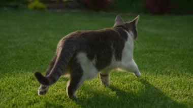 Çimenlerde yürüyen kedi, bahçede gün batımında açık havayı keşfeden.