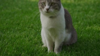 Kedi yemyeşil çimenlerde oturuyor, yan tarafa bakıyor.