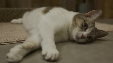 Banyo zemininde yeşil gözlü rahat bir kedi, halinden memnun görünüyor.