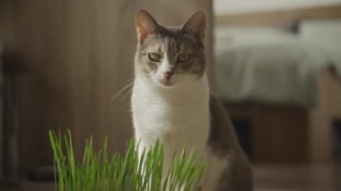 Kedi, güneşli bir odada çimlerin yanında oturuyor. Arka planda da rahat bir ev dekorasyonu var.