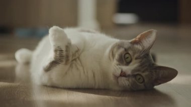 Kedi ahşap bir zeminde rahat bir şekilde uzanıyor, rahat bir ifadeyle kameraya bakıyor.
