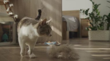 Kapalı bir evde, ahşap bir zeminde, kürkün yanında yürüyen kedi.