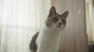 Yuvarlak beyaz bir masada oturan gri ve beyaz bir kedi. Arka planda perdeler olan yumuşak ışıklı bir iç mekan ortamında.