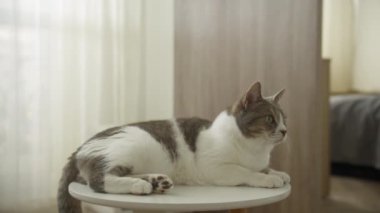 Gri ve beyaz bir kedi, yuvarlak beyaz bir masanın üzerine uzanmış, arka planda perdeler olan, yumuşak ışıklı, kapalı bir ortamda.