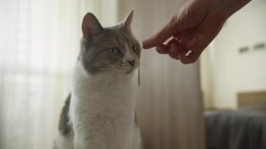 Gri ve beyaz bir kedi garip bir şekilde arka planda perdeleri olan, yumuşak ışıklandırılmış bir iç mekânda bir el tarafından tutulan çimenleri yiyor.