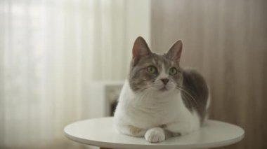 Gri ve beyaz bir kedi, yuvarlak beyaz bir masada rahat bir şekilde dinleniyor. Arka planda perdeler var.