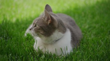 Bir kedi yemyeşil çimenlerde yatarken dinleniyor ve yan tarafa bakıyor.