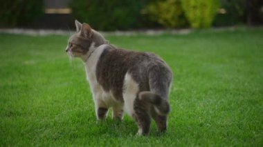 Bahçedeki yemyeşil çimlerin üzerinde duran kedi.