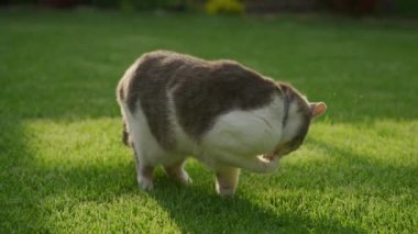 Bahçedeki yeşil çimlerin üzerinde kendini tımar eden kedi.