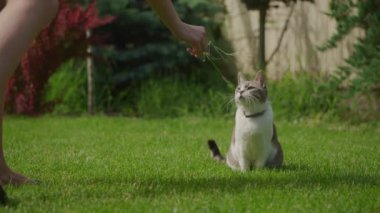 Bahçedeki yeşil çimlerde oynayan kedi