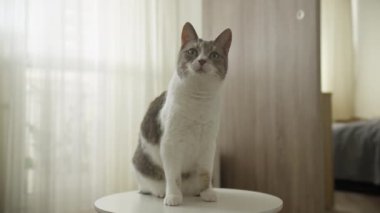 Dili dışarı çıkmış kedi içeride otururken dudaklarını yalıyor.