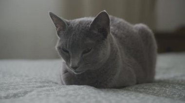 Gri kedi bir yatakta huzur içinde dinleniyor, sakin ve rahat görünüyor.